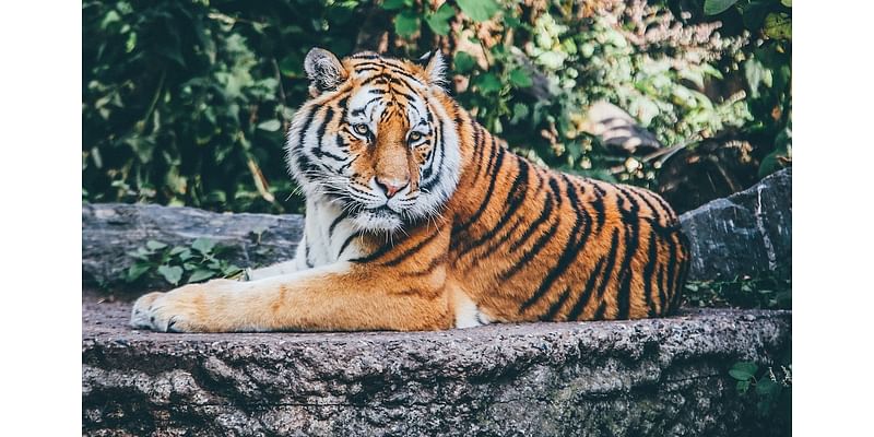 Colonialism Turned Tigers To Trophies. How India Relocated Humans To Save Them