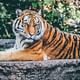 Colonialism Turned Tigers To Trophies. How India Relocated Humans To Save Them