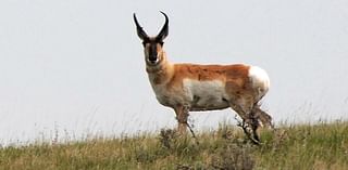 Hunter numbers, success below long-term averages for pronghorns in Region 5 opener