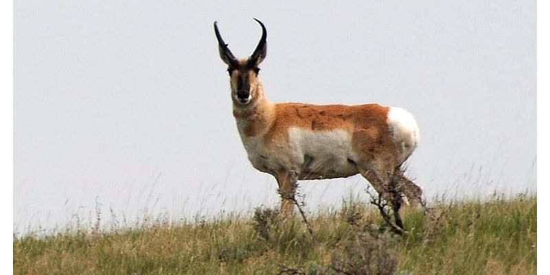 Hunter numbers, success below long-term averages for pronghorns in Region 5 opener