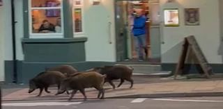 Beware the pub boar! Moment wild pigs are spotted strolling past town centre boozer on a night out