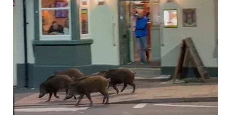 Beware the pub boar! Moment wild pigs are spotted strolling past town centre boozer on a night out