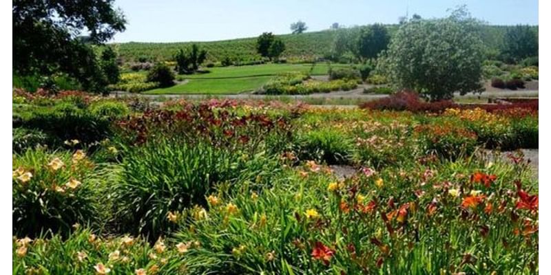 Sacramento Digs Gardening: Amador Flower Farm hosts annual Fall Fun Days