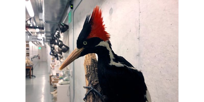 Birders get help from neural network finding unusual Central Texas birds