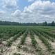 Inflation threatens Horry County farmer to sell 5th-generation farm
