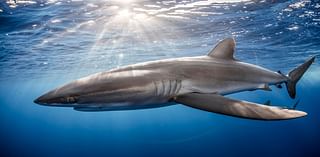 Satellite Tracking Has Shed Light On The Remarkable Odyssey Of Silky Sharks