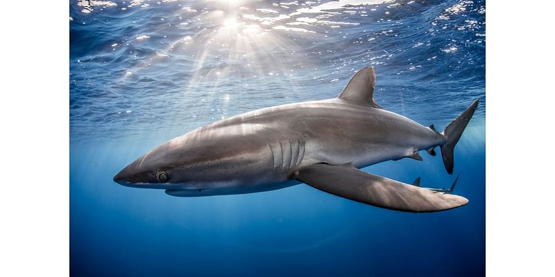 Satellite Tracking Has Shed Light On The Remarkable Odyssey Of Silky Sharks