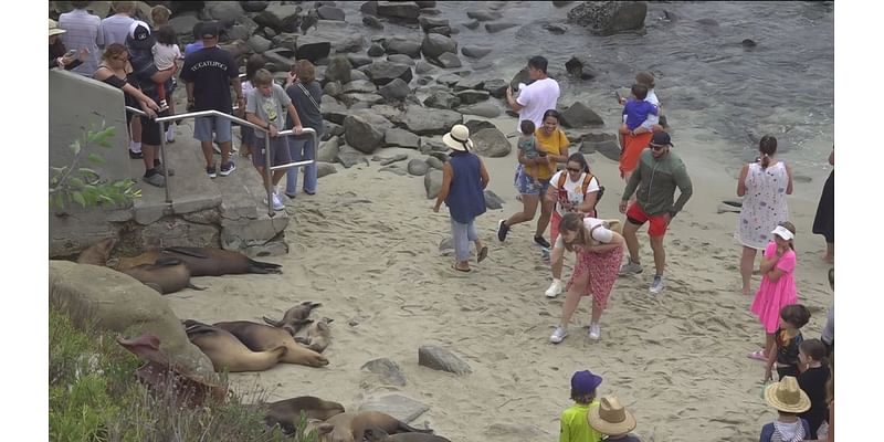 Warning: Don't go near sea lions in La Jolla when visiting San Diego