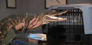 Alligator found in creek moved to reptile sanctuary - WSVN 7News