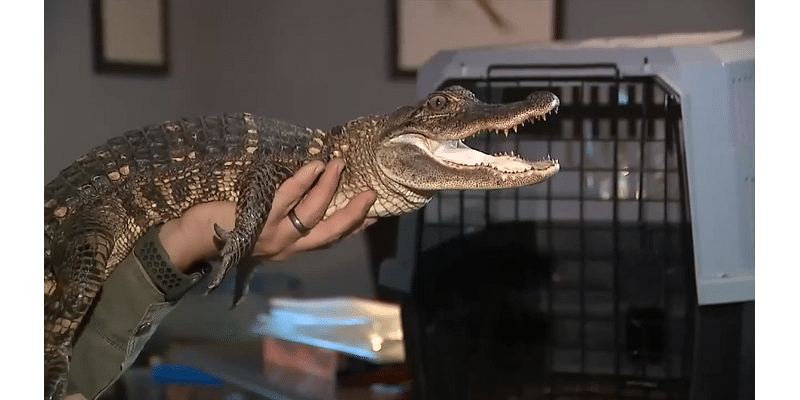 Alligator found in creek moved to reptile sanctuary - WSVN 7News