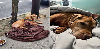 Sickly old dog left tied to a tree in NYC with gaping wound — as mystery remains over who put it there