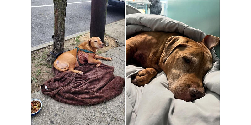 Sickly old dog left tied to a tree in NYC with gaping wound — as mystery remains over who put it there