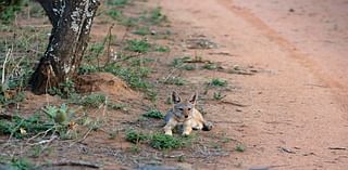 Humpday Headlines: Coyote Pup Was Killed Following Biting Incident In Golden Gate Park