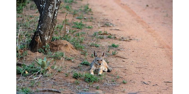 Humpday Headlines: Coyote Pup Was Killed Following Biting Incident In Golden Gate Park