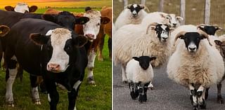 Now sheep rustling gangs take cows and pigs for black market with gangs feared to be behind rise in thefts