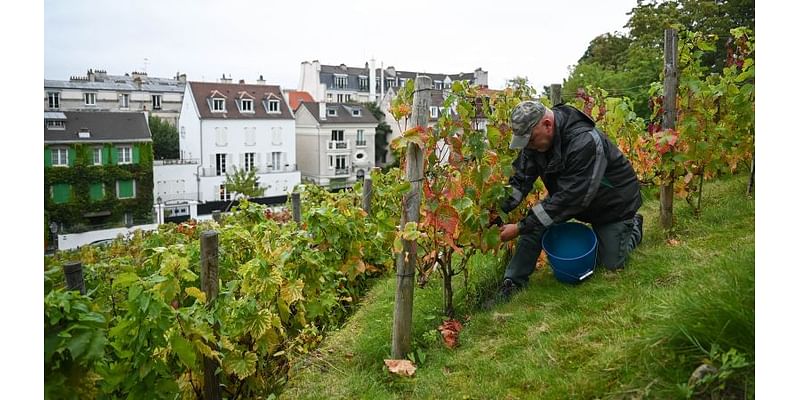 The secret vineyard in the middle of Paris where the wine has ‘an air of mystery’