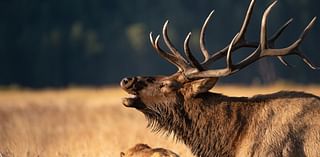 Rocky Mountain Elk Foundation allocates $3.7M for 33 wildlife-related projects in Colorado