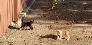 Stray cat problem has reached new high in Stanislaus County, nonprofit says