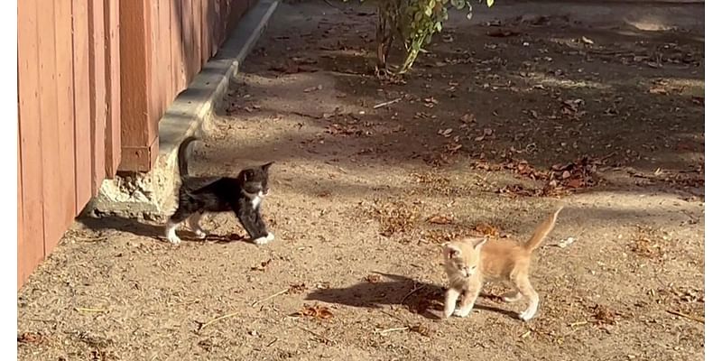 Stray cat problem has reached new high in Stanislaus County, nonprofit says