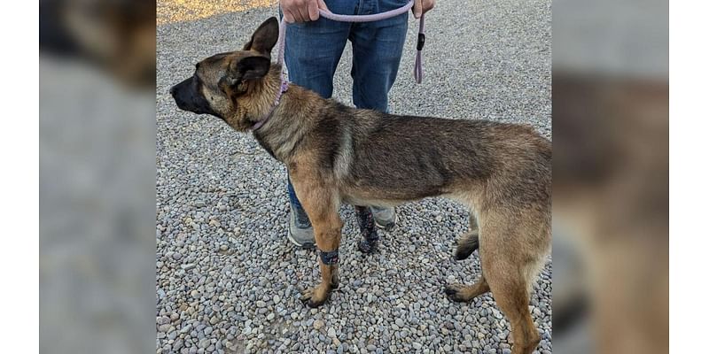 Puppy abandoned after being shot with crossbow