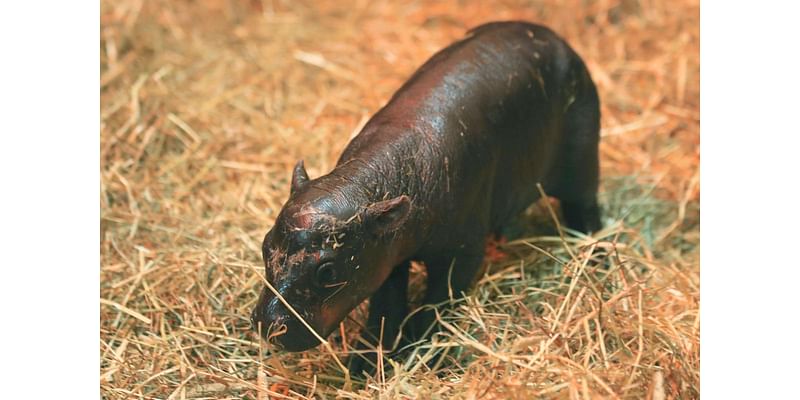 2 adorable pygmy hippos pitted against each other in cuteness contest