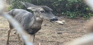 Deer With A Bone Lodged In Her Mouth Eludes Days-Long Rescue Operation At Lake Hollywood