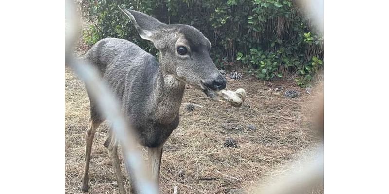 Deer With A Bone Lodged In Her Mouth Eludes Days-Long Rescue Operation At Lake Hollywood