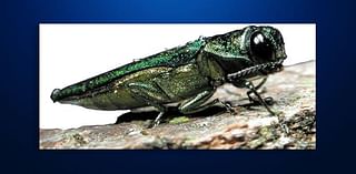 Aberdeen, Huron & other cities prepare for Emerald Ash Borer