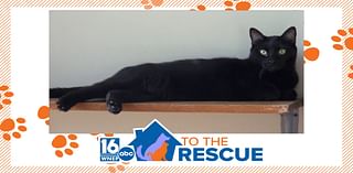 16 To The Rescue: Leia