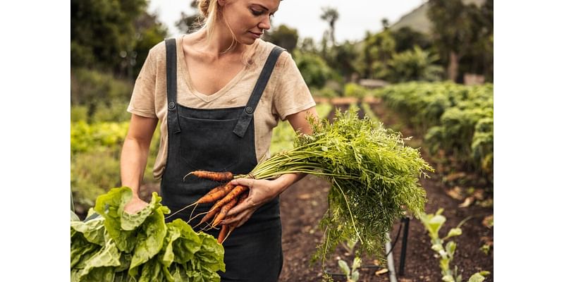 The Art and Discipline of the Harvest