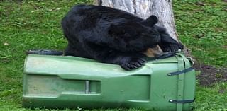 Saraland woman’s effort brings bear locks to community — what to know