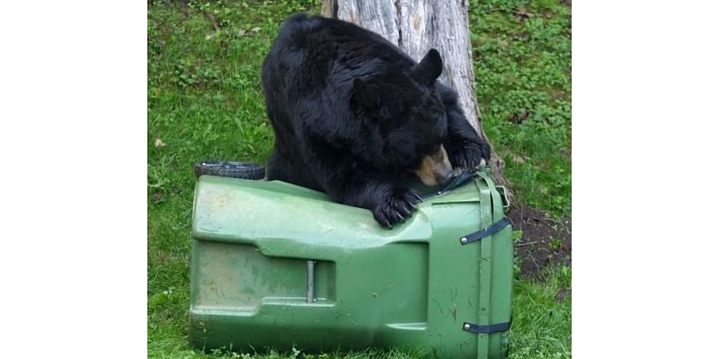 Saraland woman’s effort brings bear locks to community — what to know