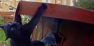 Caught on Ring Doorbell: daredevil cat makes superhero jump in garden