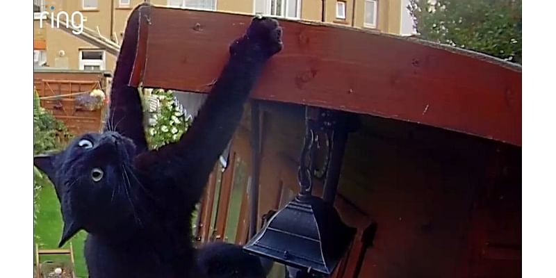 Caught on Ring Doorbell: daredevil cat makes superhero jump in garden