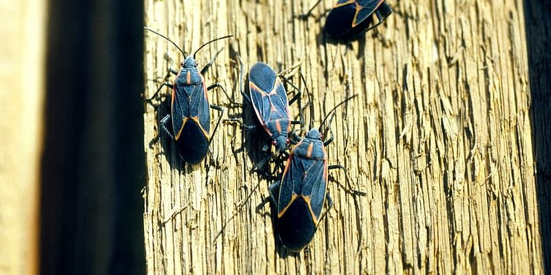 Entomologist’s tips on how to prevent boxelder bugs