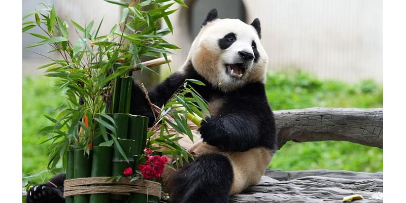 Moo Deng isn’t the only viral zoo star: Meet these other adorable animals stealing hearts