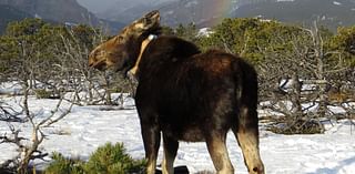 10-year Montana study reveals moose insights, and some surprises