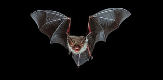 Rabid bats found in two Cook County, Illinois suburbs