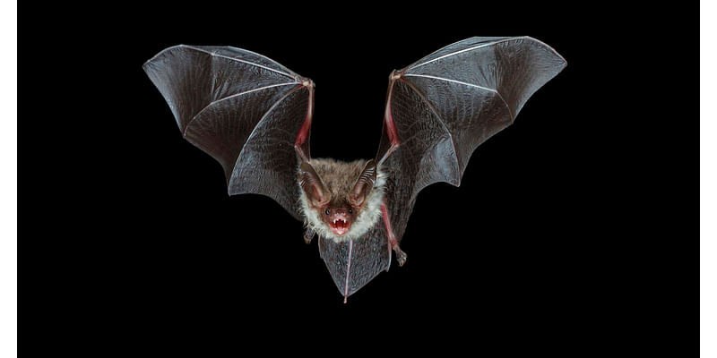 Rabid bats found in two Cook County, Illinois suburbs