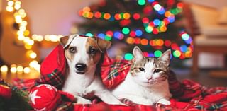 El Paso Animal Services shares essential holiday safety tips for pet owners