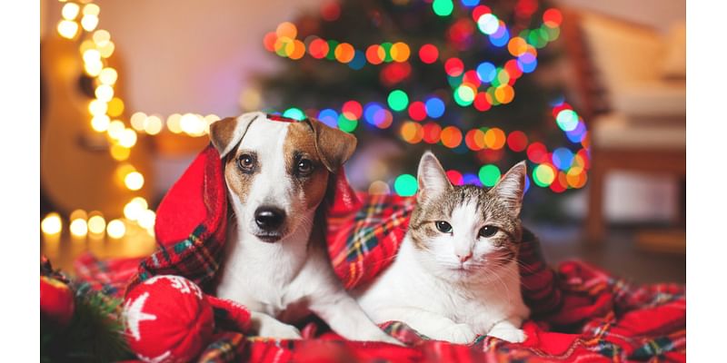 El Paso Animal Services shares essential holiday safety tips for pet owners