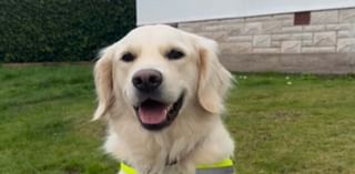 Is this the happiest dog in the world? Meet the canine who puts a smile on bin workers' faces every week - and even has her own Hi Vis vest!