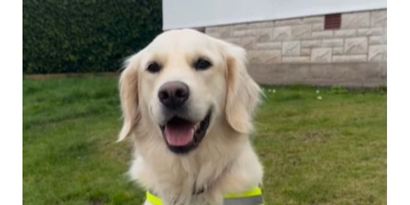 Is this the happiest dog in the world? Meet the canine who puts a smile on bin workers' faces every week - and even has her own Hi Vis vest!