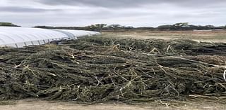 Company vows to sue over damages after New Mexico authorities destroy cannabis crops