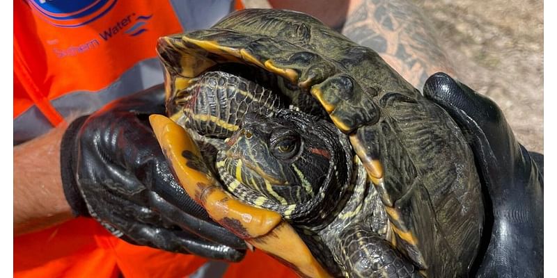 ‘Dinner-plate’ sized turtle rescued from water plant