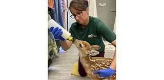 Howell Nature Center laying off staff, closing rehab clinic due to financial strain