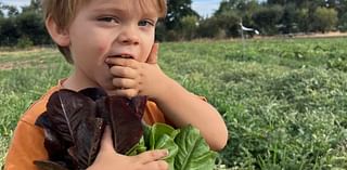 Napa Farmers Market: Pages from a Farmer: Shoulder season September