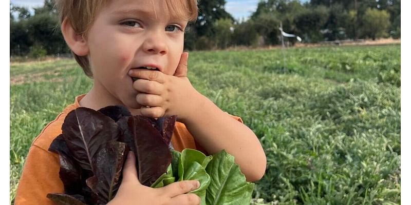 Napa Farmers Market: Pages from a Farmer: Shoulder season September