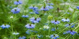 Why these herbs are great possiblities to plant in your garden