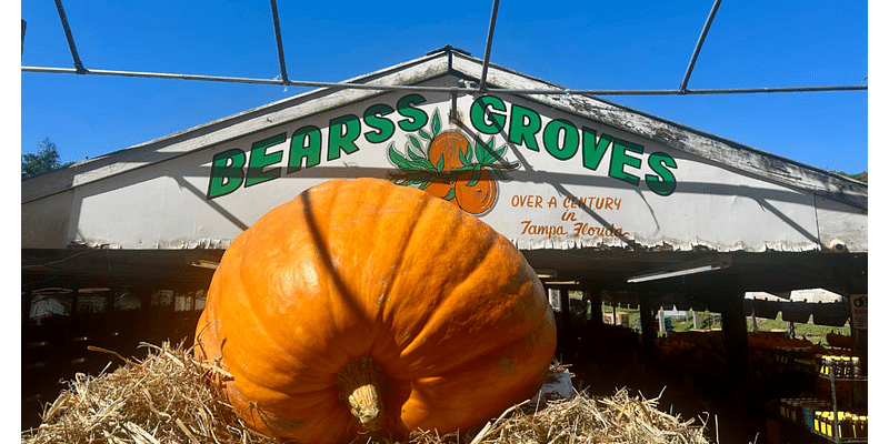 Largest pumpkin in Florida arrives in Tampa